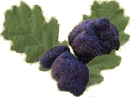 Truffes Noire du Périgord Ete ou Hiver Week-End Stage Cuisine Restauration dégustation truffes noires �t� hiver 